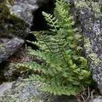 Woodsia alpina Drugo