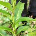 Persicaria punctata Fuelha