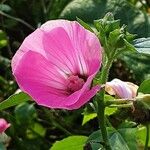 Malva trimestris Fiore