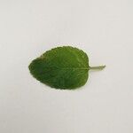 Mentha aquatica Leaf