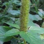 Acalypha alopecuroidea Хабит