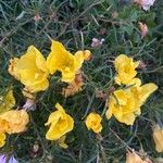 Oenothera hartwegiiFlower
