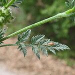 Torilis nodosa Leaf