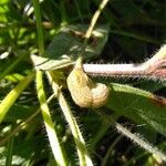 Scorpiurus vermiculatus Fruit