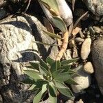 Euphorbia myrsinites Leaf