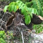 Caesalpinia bonduc Vrucht