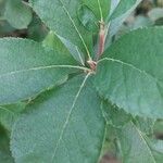 Clethra alnifolia Leaf