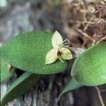 Bulbophyllum hexarhopalon