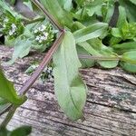 Valerianella locusta Φύλλο