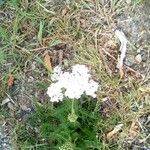 Achillea millefolium Flower