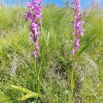 Dactylorhiza elata 整株植物