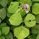 Pueraria phaseoloides 花