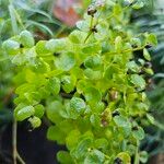 Euphorbia seguieriana Flower