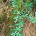 Genista florida Leaf