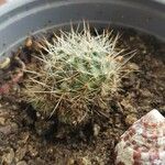 Mammillaria barbata Leht