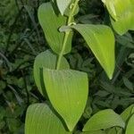 Polygonatum pubescens Cvet