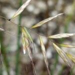 Helictochloa bromoides Fula
