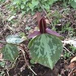 Trillium sessile 形态