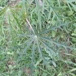 Jatropha multifida Leaf