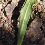 Scilla monophyllos Leaf