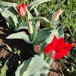 Tulipa undulatifolia عادت داشتن