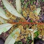 Ocotea hartshorniana Leaf