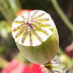 Papaver setiferum Meyve