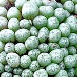 Conophytum piluliforme Hoja