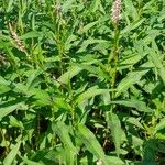 Persicaria maculosa Hábitos