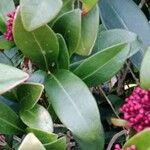 Skimmia japonica Leaf