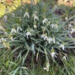 Galanthus nivalisFlower