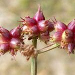 Oenanthe globulosa Fruit