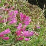 Penstemon rupicola Hábito