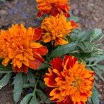 Tagetes patulaFlower