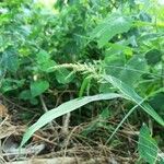 Setaria barbata Flower