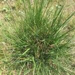 Brachypodium pinnatum Leaf