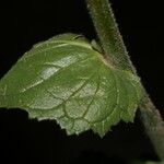 Verbascum creticum Foglia