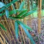 Phyllostachys aureosulcata Φύλλο