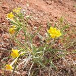 Lithospermum incisum Habitus