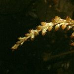 Prescottia stachyodes Flor