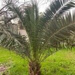 Phoenix canariensis ഇല