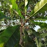 Anthocleista schweinfurthii पत्ता