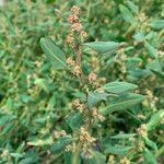 Oxybasis chenopodioides ফুল