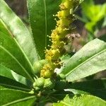 Stillingia sylvatica Flower