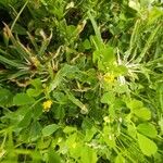 Medicago polymorpha Flower