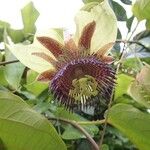 Passiflora maliformis Floare