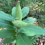 Asclepias syriaca Leaf