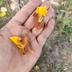 Gmelina arborea Квітка