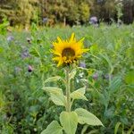 Helianthus annuus Habit
