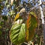 Rubus macrophyllus Blad